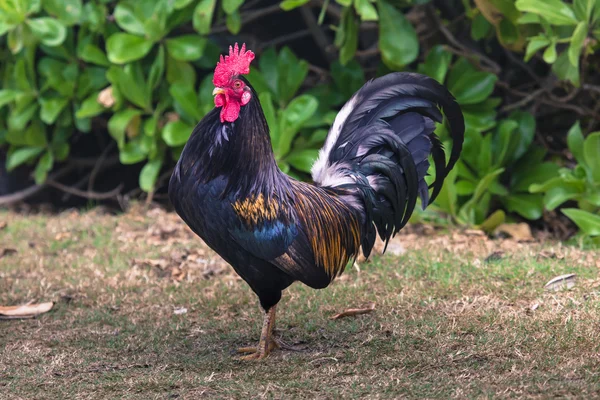 Portrait de poulet Ruster à Hawaï — Photo