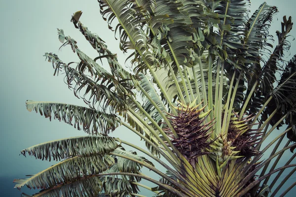 Palmera de coco en Hawaii, EE.UU. . — Foto de Stock