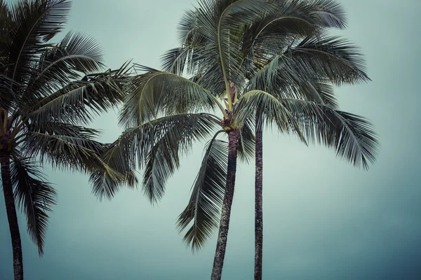 Palmeira de coco no Havaí, EUA . — Fotografia de Stock