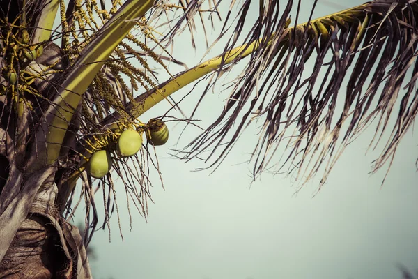 Palmera de coco en Hawaii, EE.UU. . — Foto de Stock