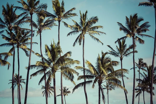 Palmy kokosowe w Hawaii, Stany Zjednoczone Ameryki. — Zdjęcie stockowe