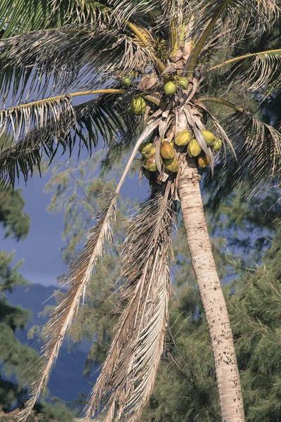 Palmera de coco en Hawaii, EE.UU. . — Foto de Stock