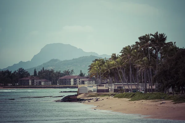 Palmeira de coco na praia de areia em Kapaa Hawaii, Kauai — Fotografia de Stock