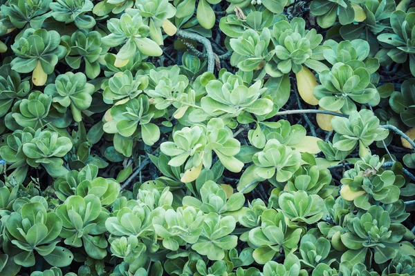 Plantas verdes no Havaí, EUA . — Fotografia de Stock