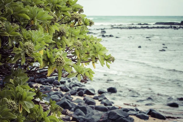 Palmeira de coco na praia de areia em Kapaa Hawaii, Kauai — Fotografia de Stock