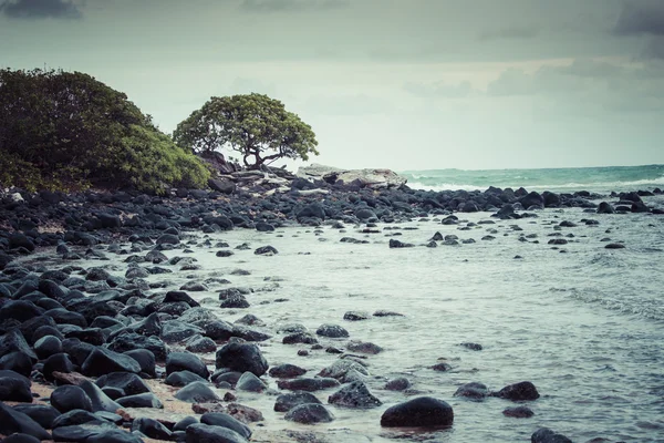 Palmera de coco en la playa de arena en Kapaa Hawaii, Kauai —  Fotos de Stock