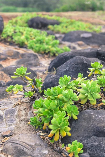 Yeşil bitkiler üzerinde Hawaii, ABD. — Stok fotoğraf