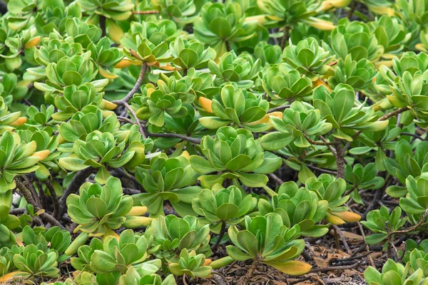 绿色植物在夏威夷，美国. — 图库照片