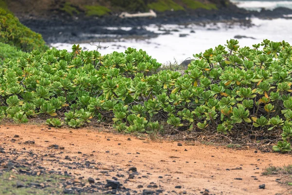 Plantas verdes en Hawaii, EE.UU. . —  Fotos de Stock