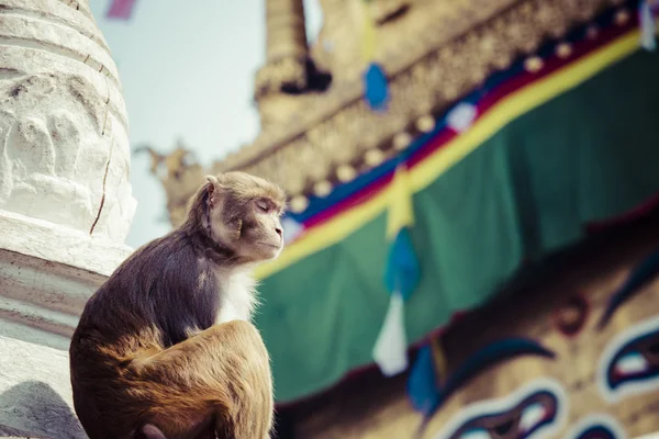 Stupa in Swayambhunath Monkey temple in Kathmandu, Nepal. — Stock Photo, Image