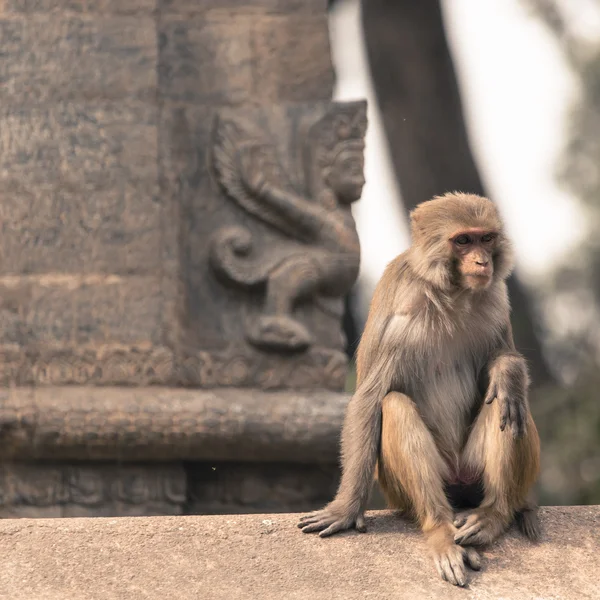 Joven mono macaco rhesus en el templo Swayambhunath, Katmandú v — Foto de Stock