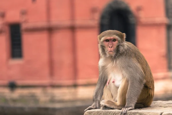 Joven mono macaco rhesus en el templo Swayambhunath, Katmandú v — Foto de Stock