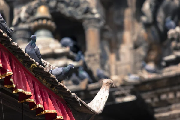 Tegel daken met veel vogels op de Durbar square in Khatmandu, Ne — Stockfoto