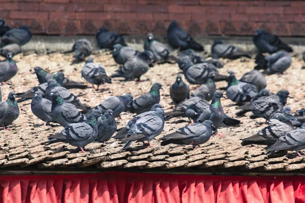 Azulejos techos con muchas aves en la plaza Durbar en Khatmandu, Ne —  Fotos de Stock