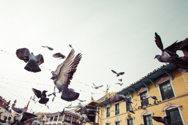 Kuşlar Katmandu Vadisi'nde mavi gökyüzüne uçan ile Bodhnath stupa