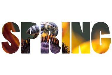 Vahşi yaşama dair sözler yayılıyor..