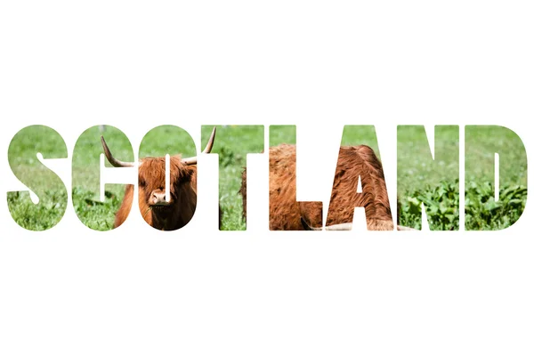 Слово Шотландії над шотландський highland корова, над зеленою травою — стокове фото