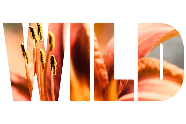 Слово WILD над оранжевой и желтой лилией инков — стоковое фото