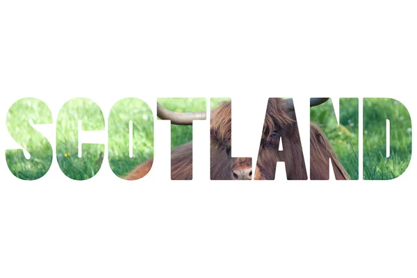 Palavra SCOTLAND sobre a vaca escocesa do planalto sobre a grama verde — Fotografia de Stock