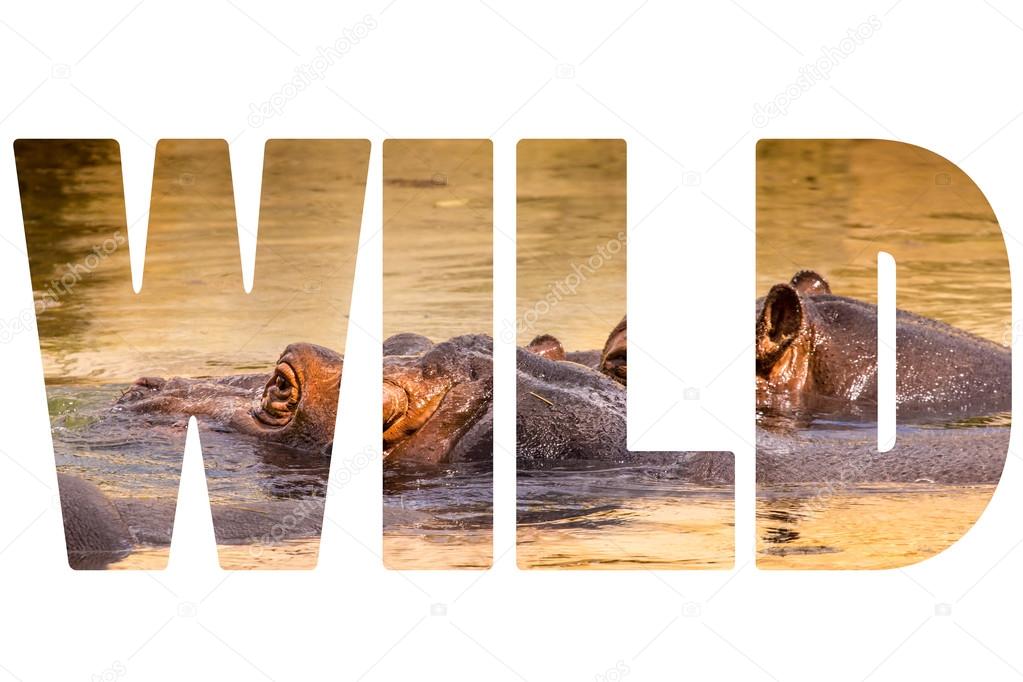 Word WILD over African hippo in their natural habitat.