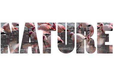 Pembe flamingo üzerine kelime doğası..