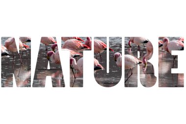 Word NATURE over pink flamingo. clipart
