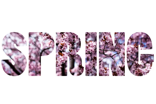 Wort Frühling über Kirschblüte. — Stockfoto