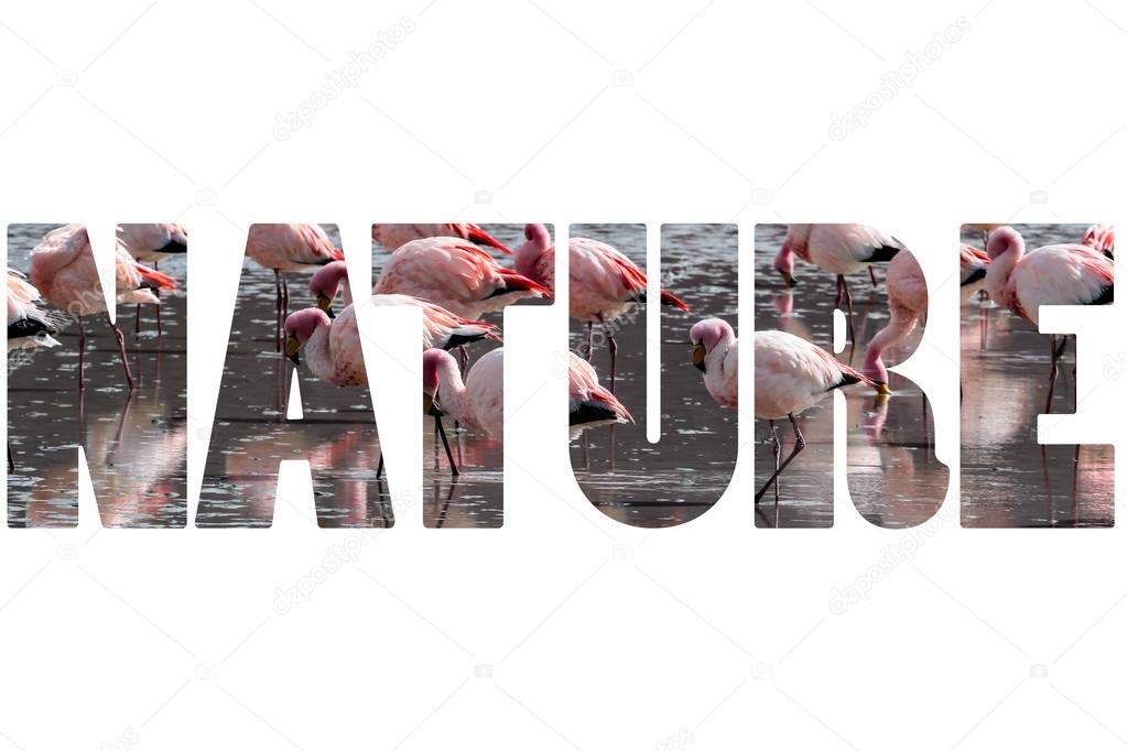 Word NATURE over pink flamingo.