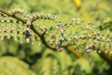 Unravelling fern yaprak portre, bir Yeni Zelanda sembolleri.