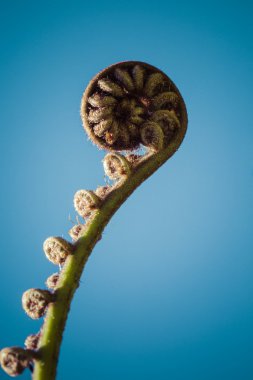 Unravelling fern yaprak portre, bir Yeni Zelanda sembolleri.