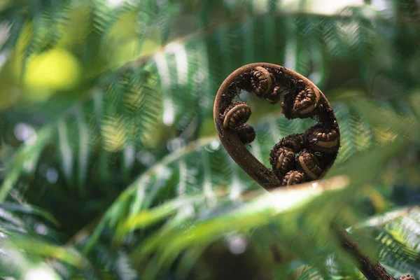 Unravelling fern frond primer plano, uno de los símbolos de Nueva Zelanda . —  Fotos de Stock
