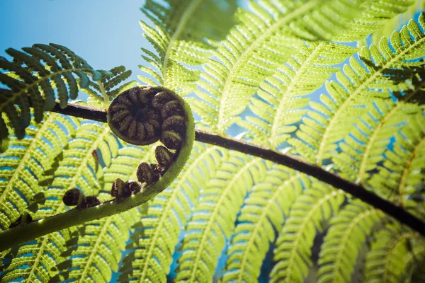 Unravelling fern frond closeup, one of New Zealand symbols. — Stock Photo, Image
