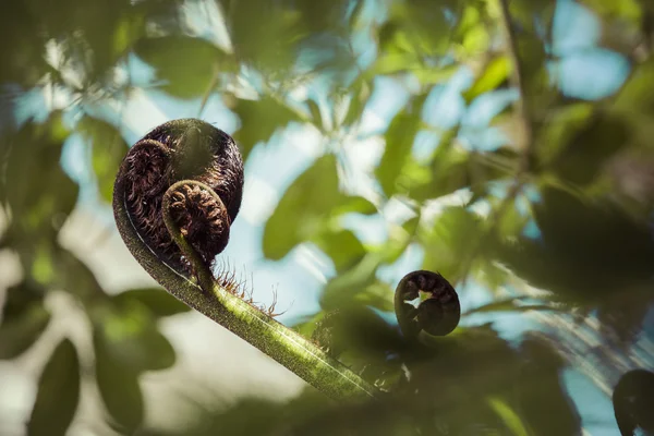 Unravelling fern frond primer plano, uno de los símbolos de Nueva Zelanda . — Foto de Stock