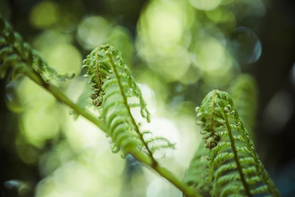 Reda fern ormbunksblad närbild, en av nya Zeeland symboler. — Stockfoto