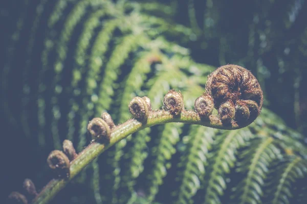 Unravelling fern frond closeup, one of New Zealand symbols. — Stock Photo, Image