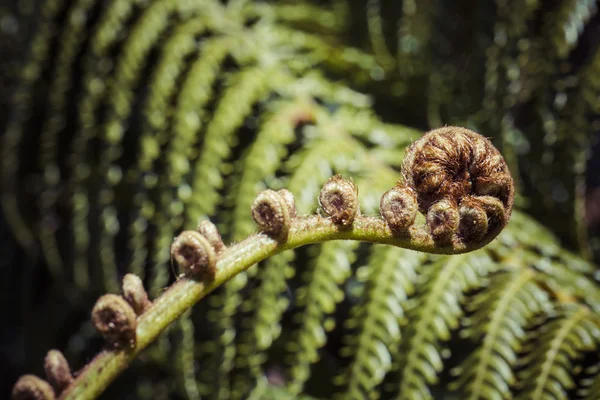 Reda fern ormbunksblad närbild, en av nya Zeeland symboler. — Stockfoto