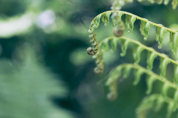 Unravelling fern frond closeup, one of New Zealand symbols. — Stock Photo, Image