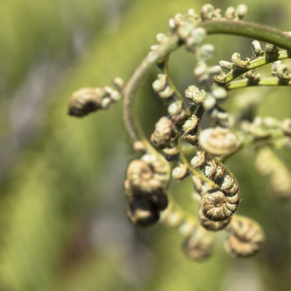 Unravelling fern frond primer plano, uno de los símbolos de Nueva Zelanda . — Foto de Stock