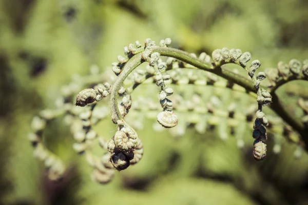 Unravelling fern frond primer plano, uno de los símbolos de Nueva Zelanda . —  Fotos de Stock