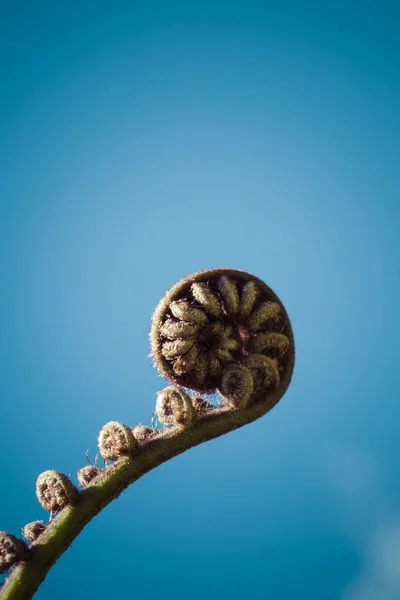 Unravelling fern frond closeup, one of New Zealand symbols. — Stock Photo, Image