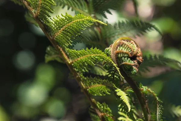 Ontrafelen fern varenblad close-up, een van Nieuw-Zeeland symbolen. — Stockfoto