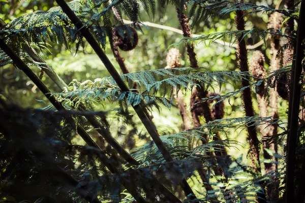 Reda fern ormbunksblad närbild, en av nya Zeeland symboler. — Stockfoto