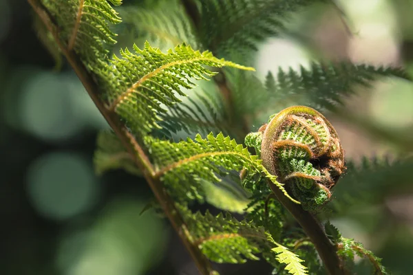 Unravelling fern frond primer plano, uno de los símbolos de Nueva Zelanda . —  Fotos de Stock
