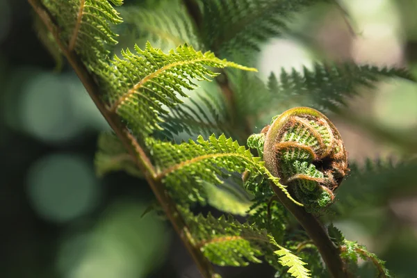 Desvendando o close-up de frondes de samambaia, um dos símbolos da Nova Zelândia . — Fotografia de Stock