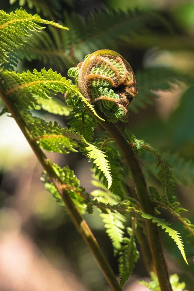 Ontrafelen fern varenblad close-up, een van Nieuw-Zeeland symbolen. — Stockfoto