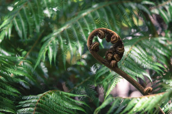 Unravelling fern frond closeup, one of New Zealand symbols. — Stock Photo, Image