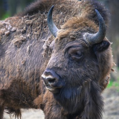 Wisent, Avrupa bizon, Polonya
