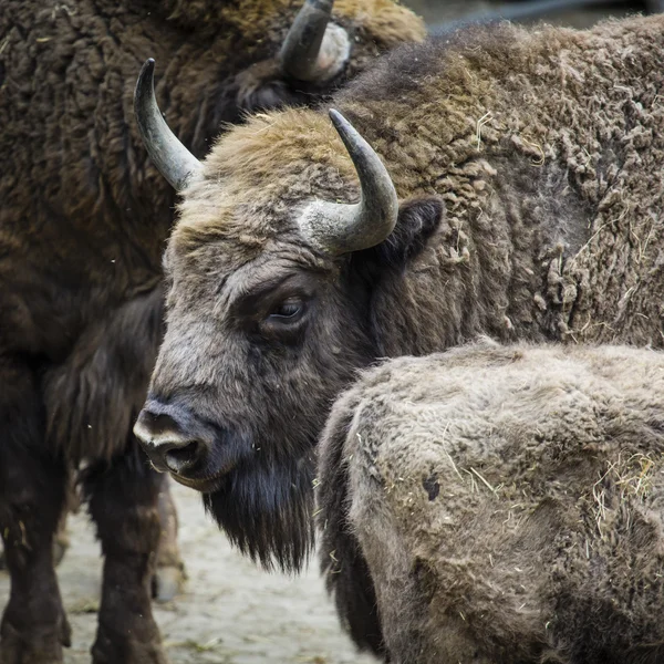 Wisent, europäische Wisente, Polen — Stockfoto