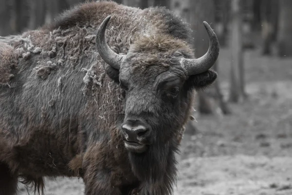 Wisent, Zubr evropský, Polsko — Stock fotografie