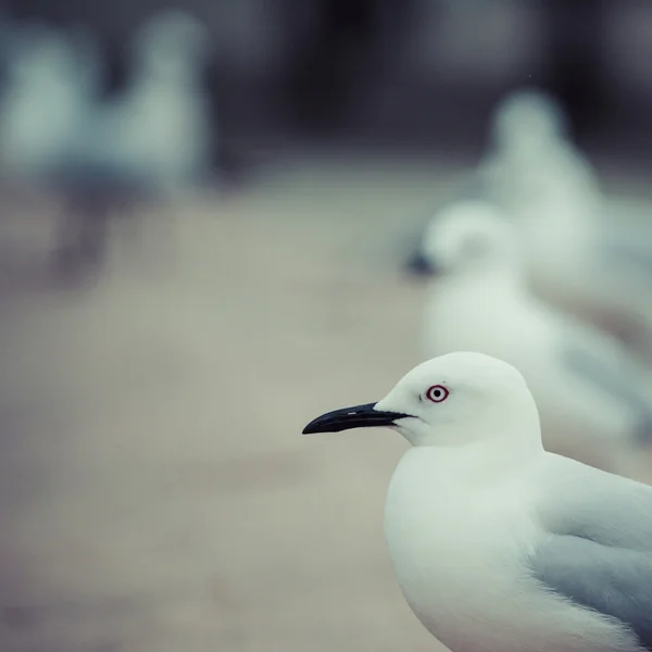 Seagulls in the nature Stock Image